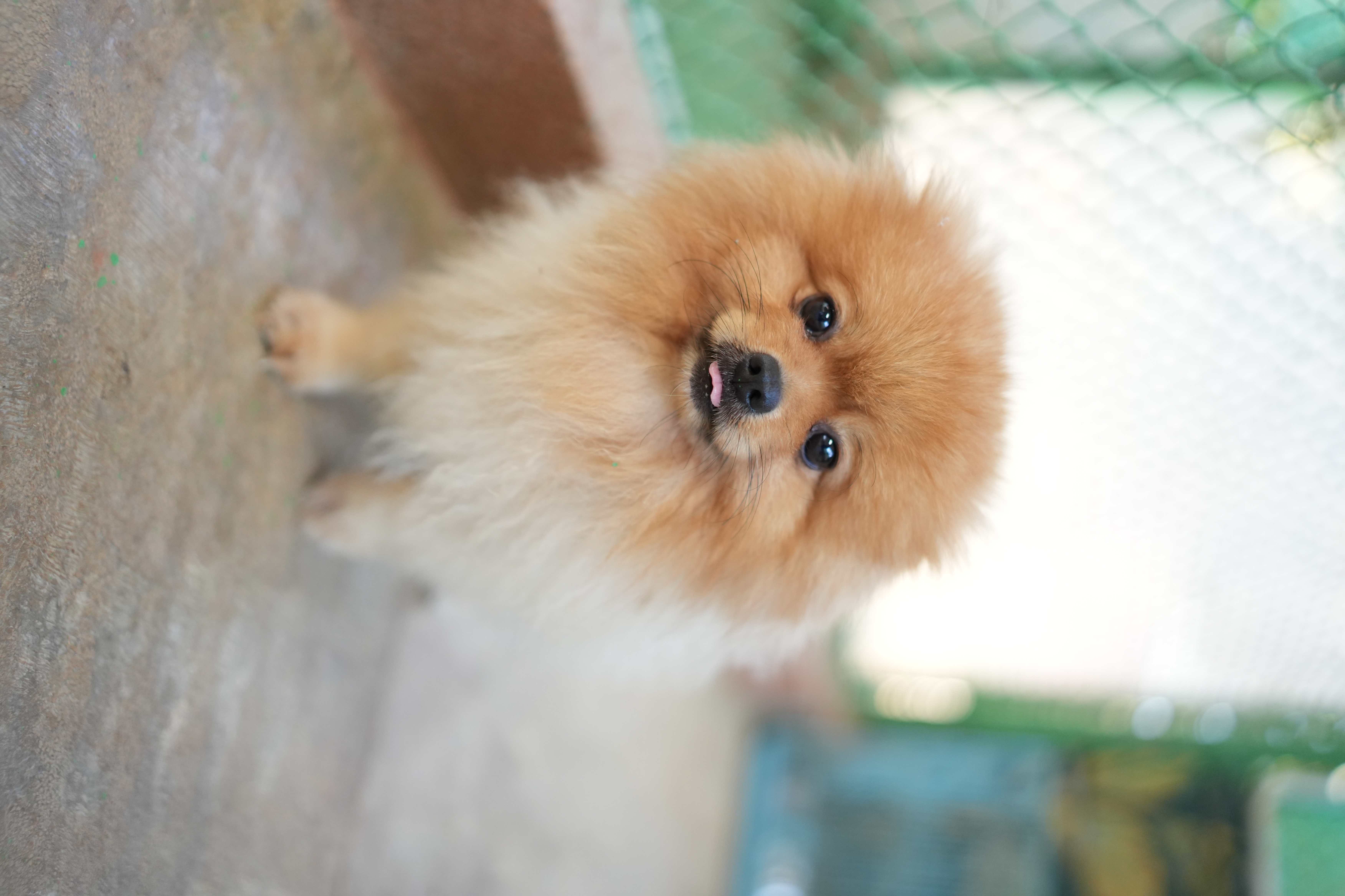 Weekend Ambience Bangalore